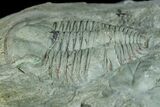 Cambrian Trilobite (Termierella) With Pos/Neg - Issafen, Morocco #170769-3